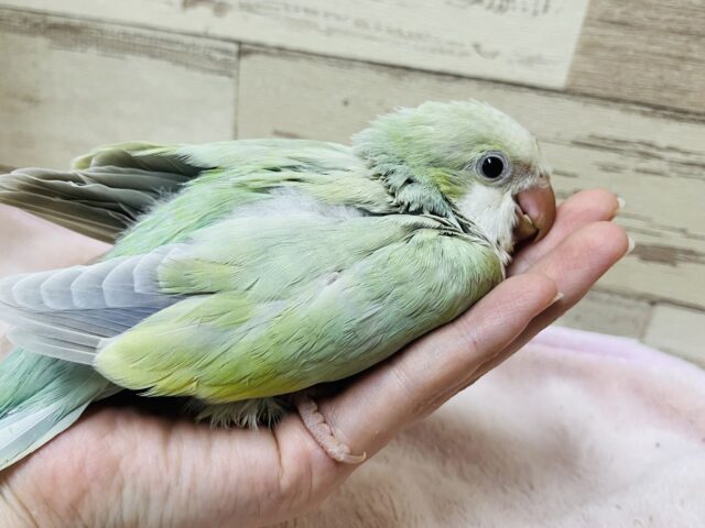 オキナインコ