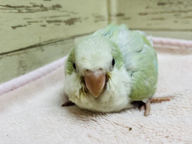 オキナインコ