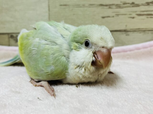 オキナインコ