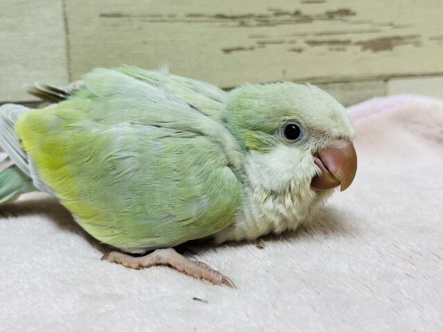 オキナインコ