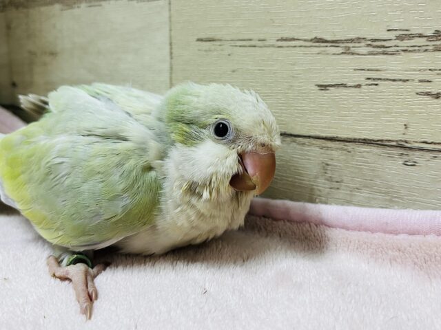 オキナインコ