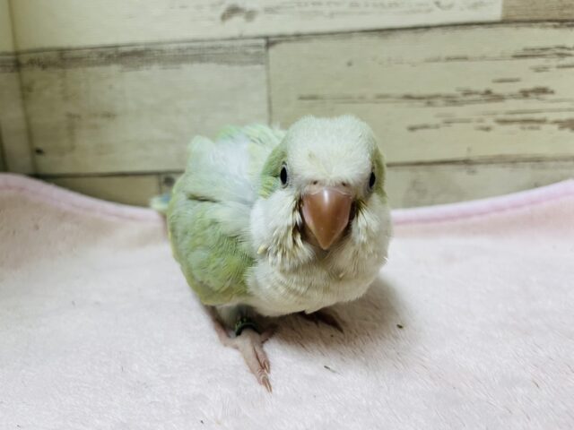 オキナインコ