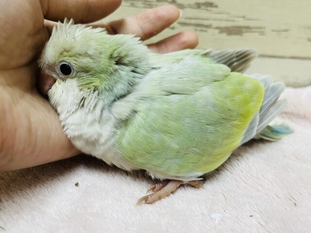 オキナインコ