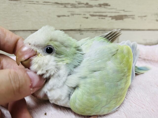 オキナインコ