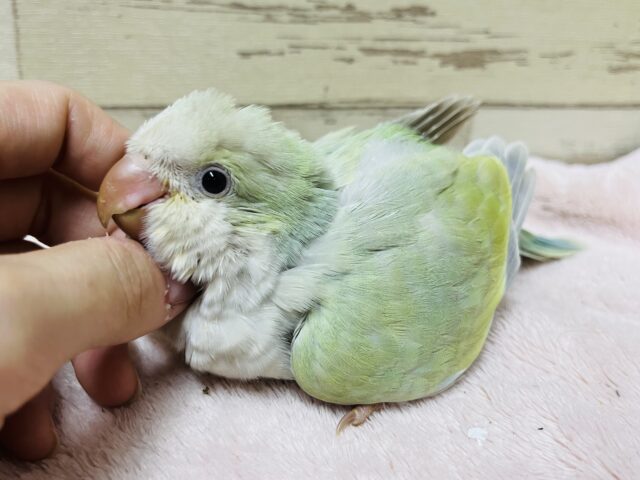 オキナインコ