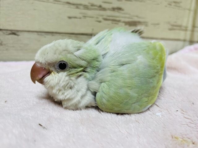 オキナインコ