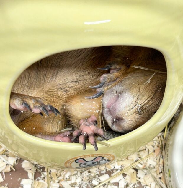 プレーリードッグ