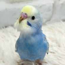 【最新画像更新🪄】モデル級の可愛さです♡セキセイインコ(レインボー) ヒナ