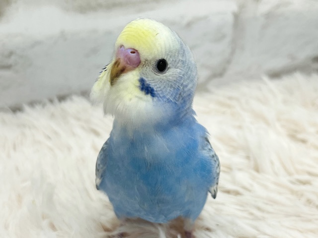 【最新画像更新🪄】モデル級の可愛さです♡セキセイインコ(レインボー) ヒナ