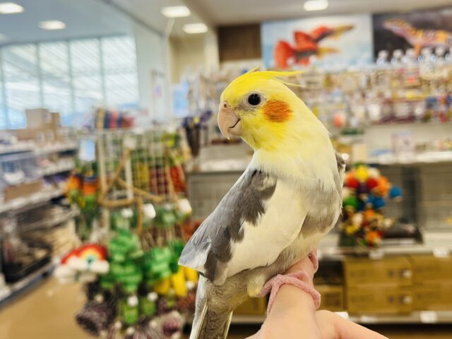 オカメインコ