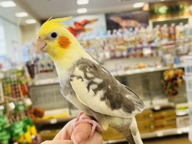 オカメインコ