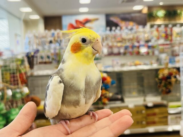 オカメインコ