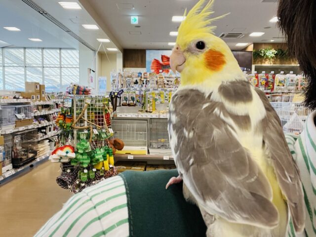 オカメインコ