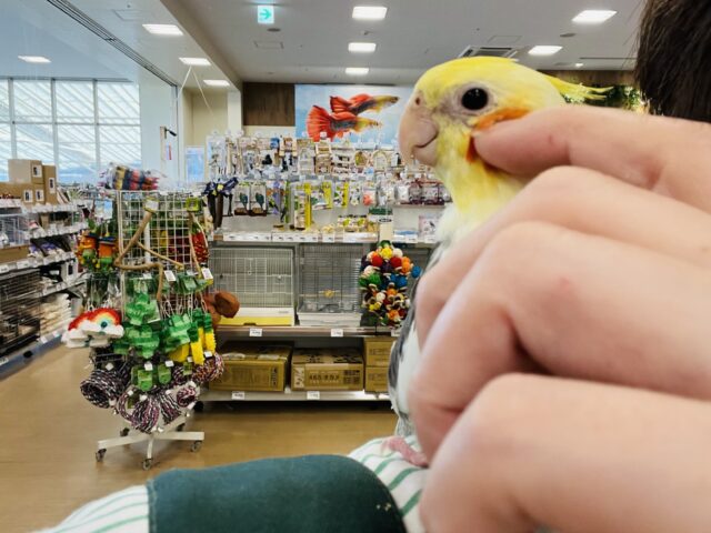 オカメインコ