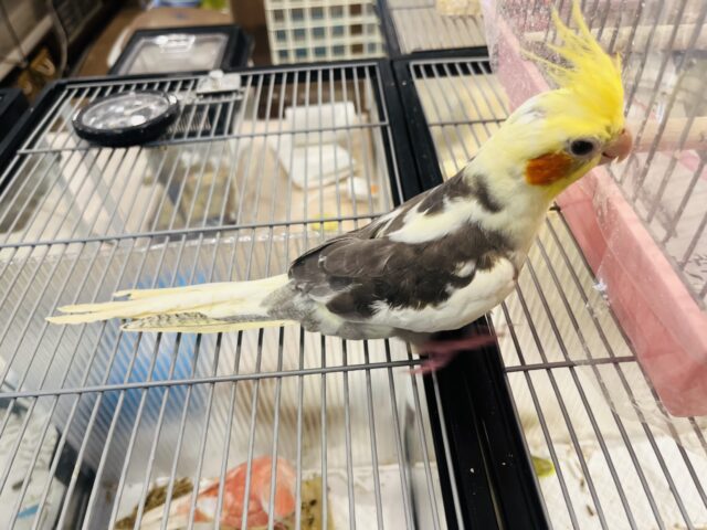 オカメインコ