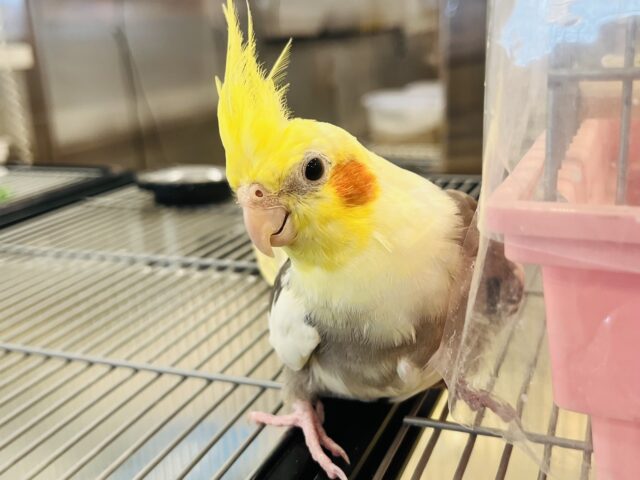 オカメインコ