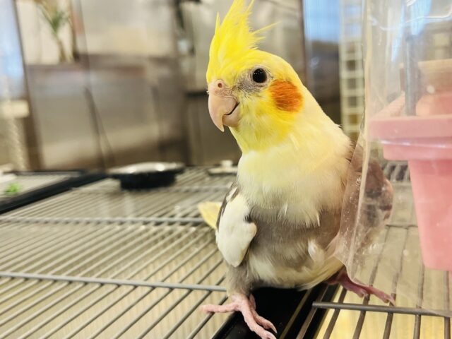 オカメインコ