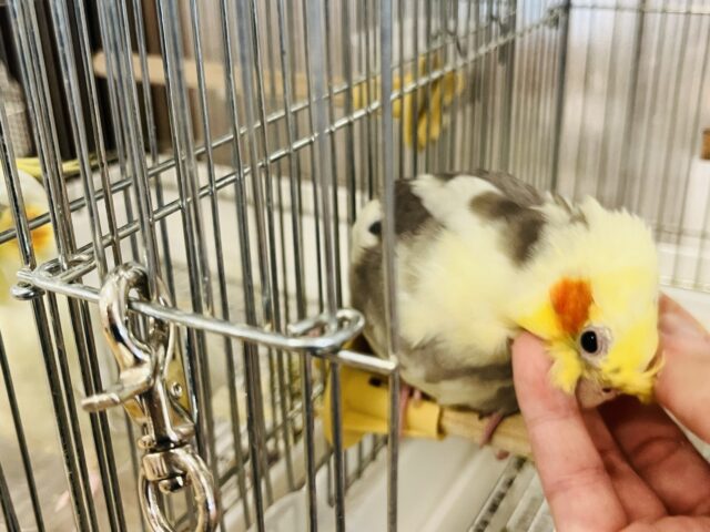 オカメインコ