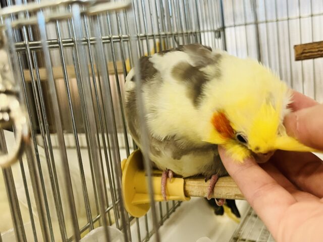 オカメインコ