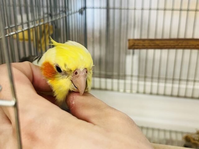 オカメインコ