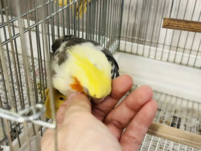 オカメインコ