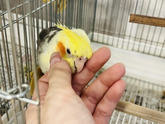 オカメインコ