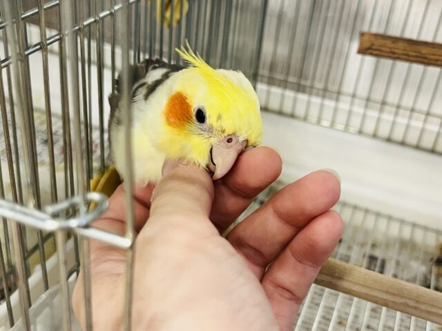 オカメインコ