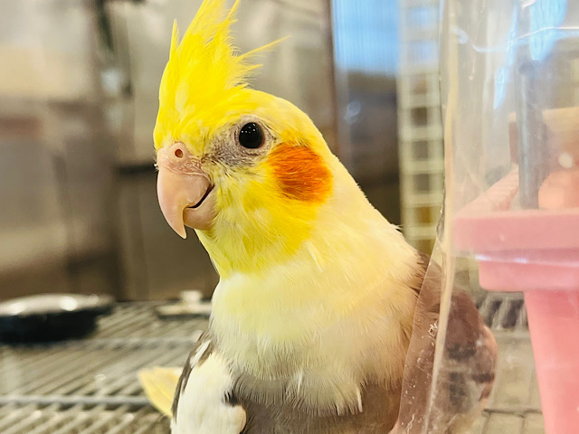 触れ合うたびに魅力に気づく〜💗オカメインコ(パイド)