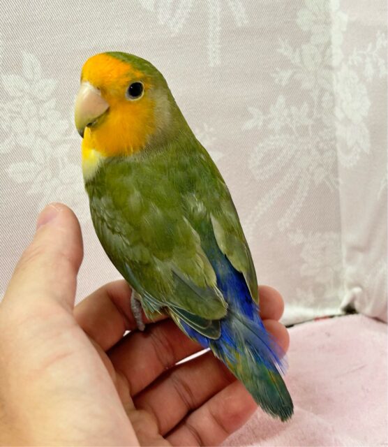 コザクラインコ（小桜インコ）