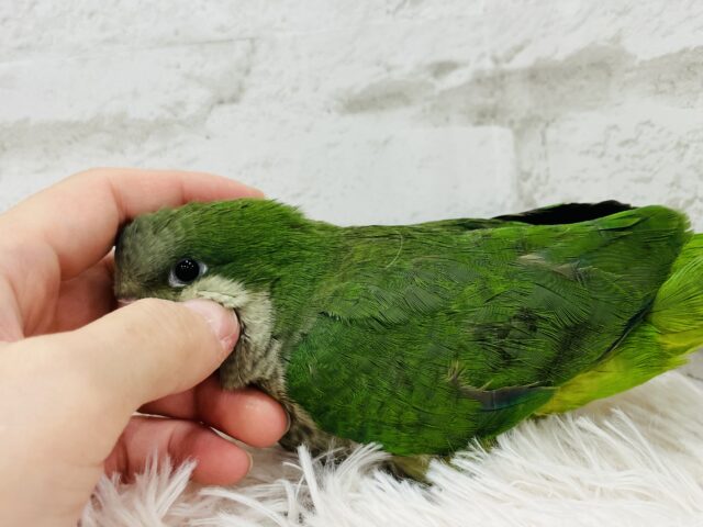 オキナインコ