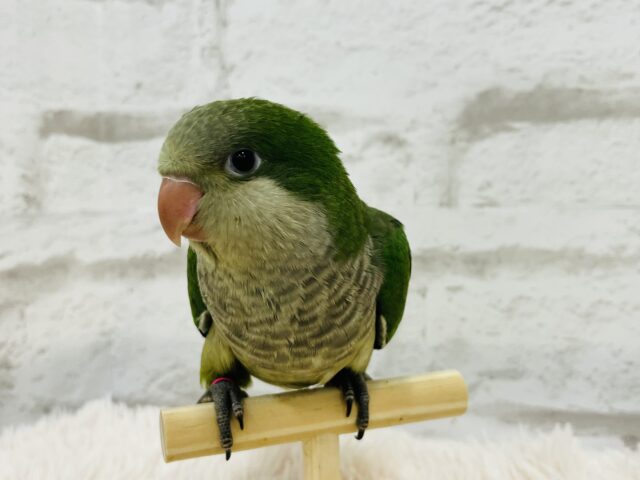 オキナインコ