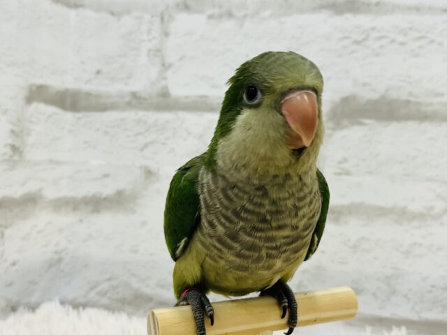 オキナインコ