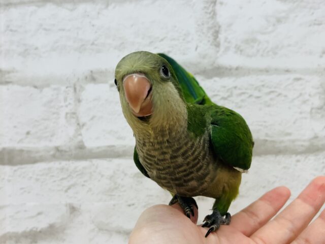 オキナインコ