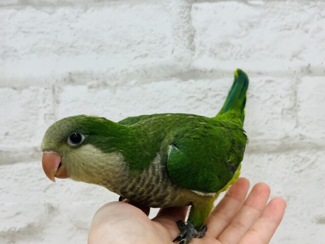 オキナインコ