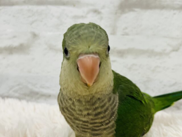 オキナインコ