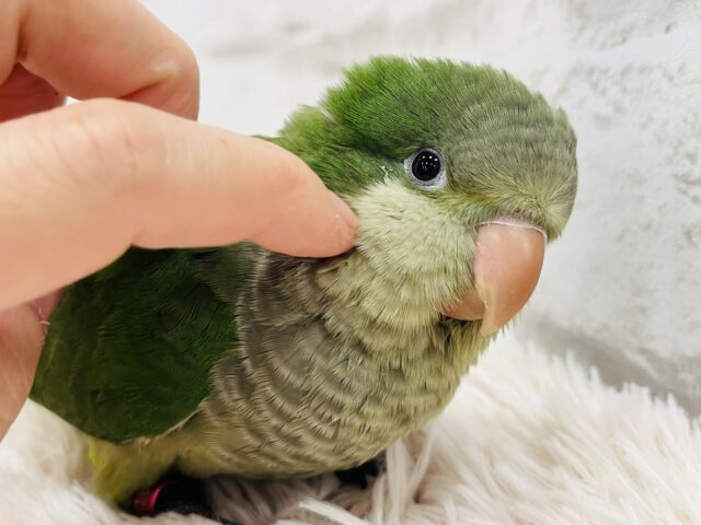 最新画像・動画更新  】ピッカピカの野菜グリーン💚オキナインコ(グリーン) ヒナ