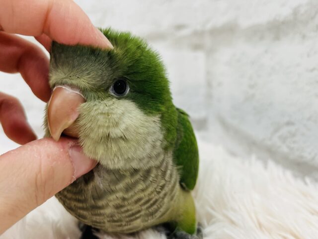 オキナインコ