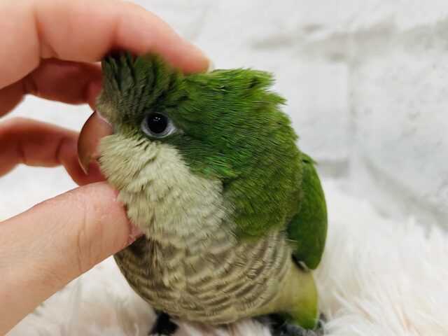 動画更新🪄】ピッカピカの野菜グリーン💚オキナインコ(グリーン) ヒナ