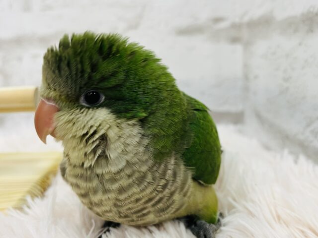 オキナインコ