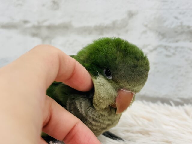 オキナインコ