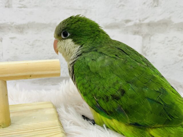 オキナインコ