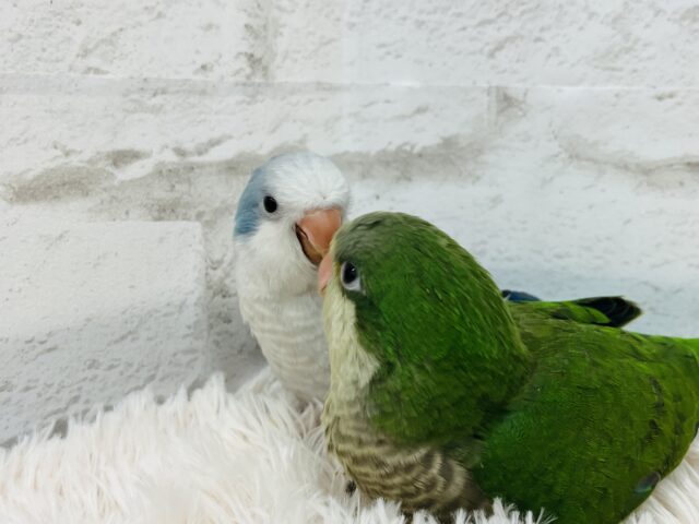 オキナインコ