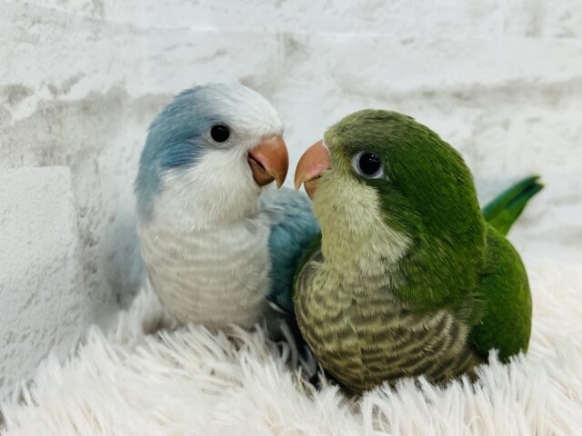 オキナインコ