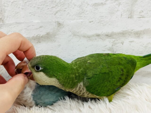 オキナインコ