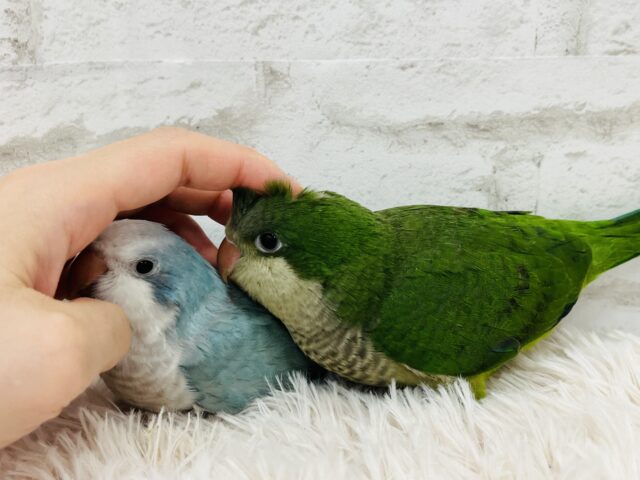 動画更新🪄】ピッカピカの野菜グリーン💚オキナインコ(グリーン) ヒナ