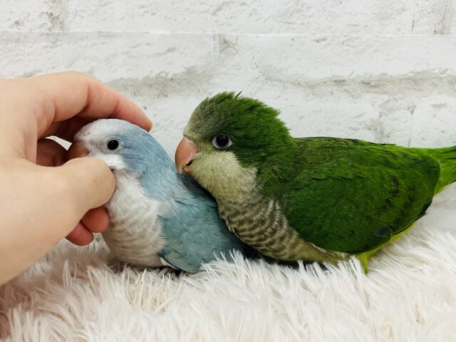 オキナインコ