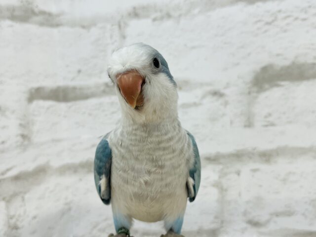 オキナインコ