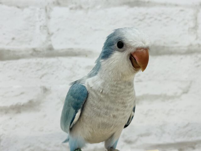 オキナインコ