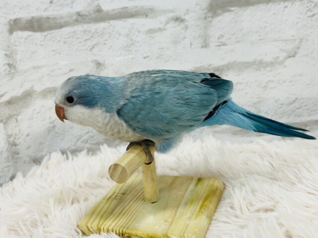 オキナインコ