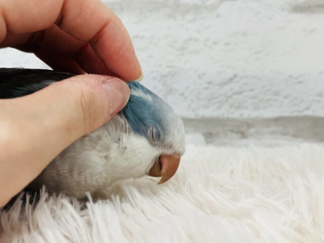 オキナインコ